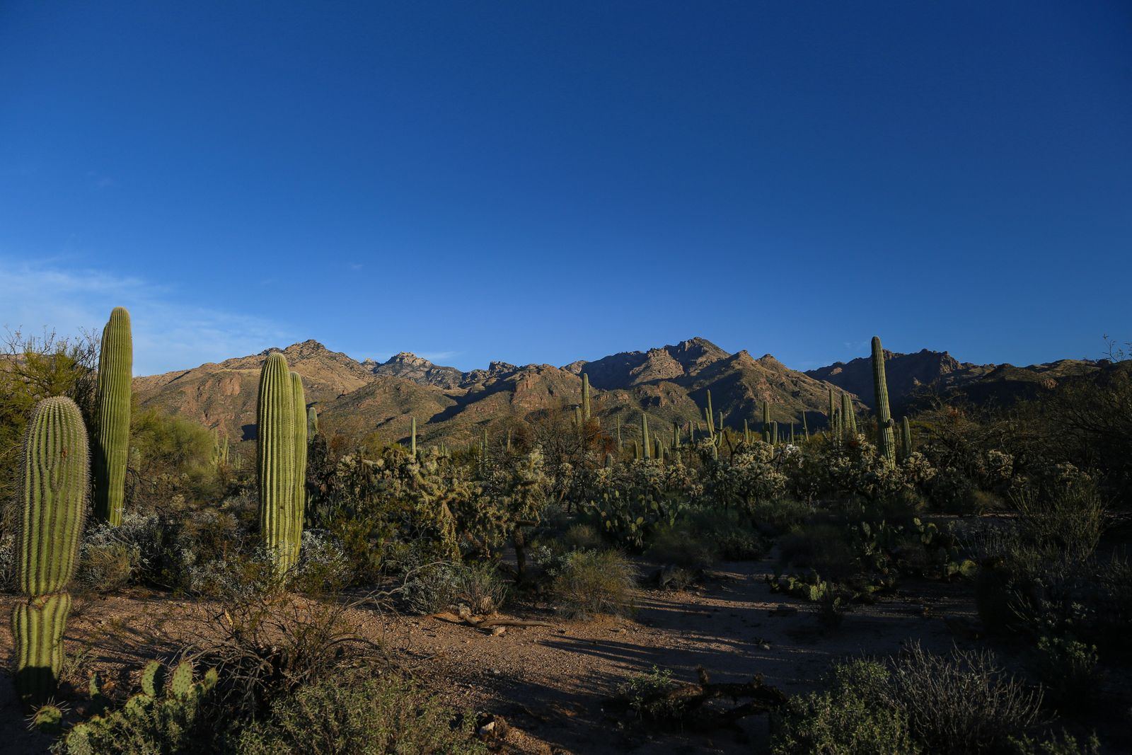 Wide open Sonoran Desert valley dotted with saguaro cacti