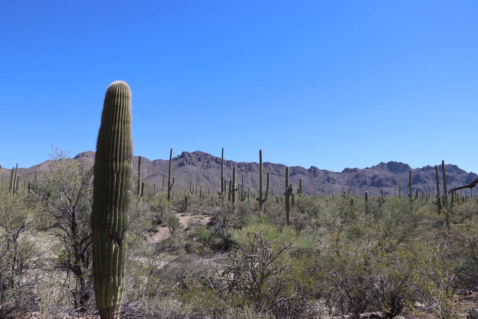 View over the Tucson valley, with desert and mountains