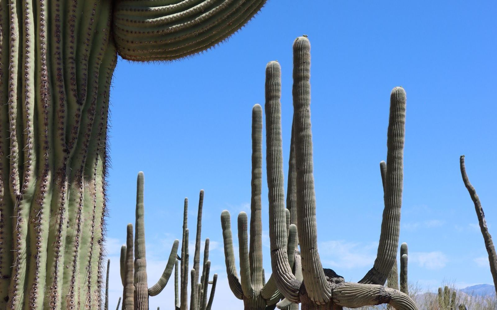 A desert trail winding through a stand of saguaro cacti